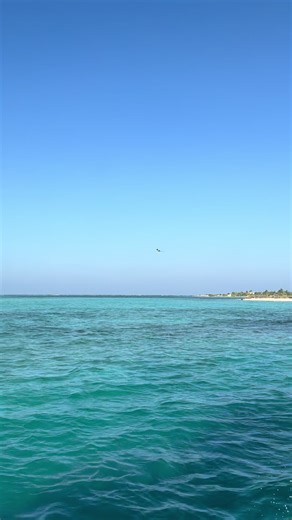The Beauty of Free-Flying Macaws in Nature