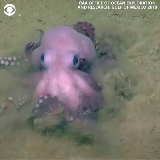 A blood red squid is lurking in the Gulf of Mexico and biologists think it may be a new species no one has ever seen before 🐙 https://cbsn.ws/2wlRMM2 | CBS News