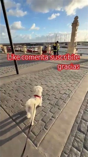 #mascotas #pets #cooper #cooper #foryou #perros #miradacanina #puppy #parati #dog #perritos #perro