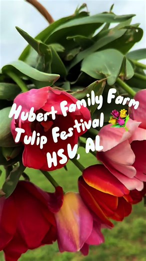 💐Visited the @Hubert Family Farms and it’s officially open! There are thousands of tulips to choose from. Flowers are $2.50 each or 12 for $25, and if you’re lucky enough to pull up a bulb, you get to keep it and replant it at home. Such a fun spring activity around Huntsville. 🌷✨ #HuntsvilleAL #HuntsvilleAlabama #SpringInAlabama #TulipFestival #ThingsToDoInHuntsville