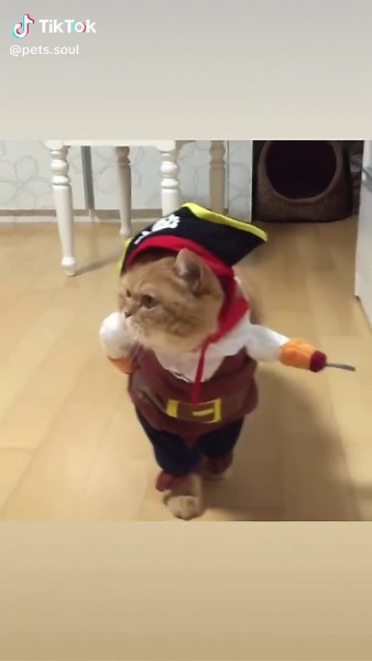 El dulce pirata: momentos divertidos de gatos