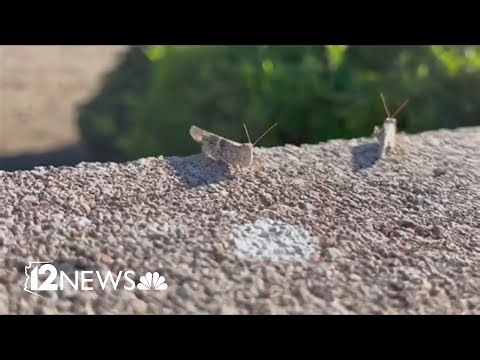 Grasshoppers invading the Valley