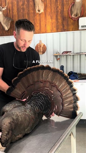 Jake vs. Tom #turkey
