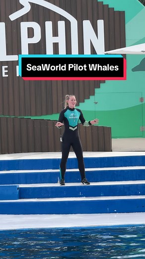 SeaWorld Pilot Whales Ava and Piper Show Impressive Athleticism! 🐳