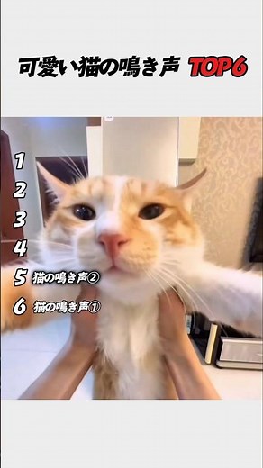 可愛い猫の鳴き声 TOP6｜癒される猫の声まとめ