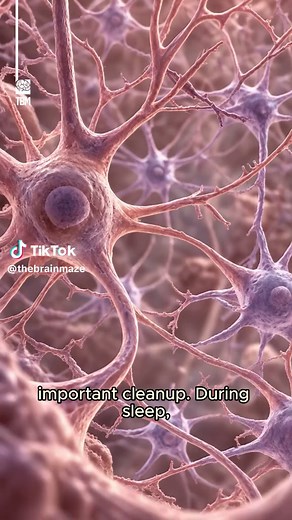 How Sleep Cleans Your Brain