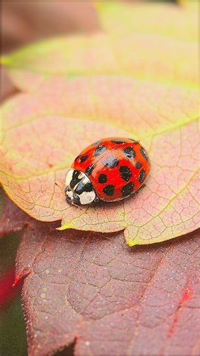Juli - Ladybugs & Macro Nature on Instagram: "Slow down vs. Speed up! Which ladybug are you today? Meet two worlds in one macro frame! On one leaf, our beautiful Asian Lady Beetle (Harmonia axyridis) is perfectly still, soaking up the peace and demonstrating the art of doing absolutely nothing. On the neighboring leaf, another busy ladybug zips past, clearly late for a very important date! It's a charming reminder that everyone moves at their own pace. #ladybugs #macroinsect #macro_x"