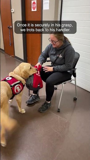Reese is a #Seizure Assist Dog from Can Do Canines. See how he helps someone having a seizure.