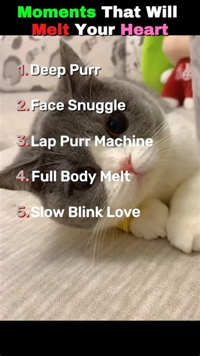 Moments That Will Melt Your Heart 🥺 Top 5 Kitten Purr & Snuggle Moments!