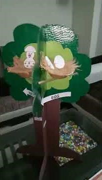 Life cycle of a bird (SCHOOL PROJECT)