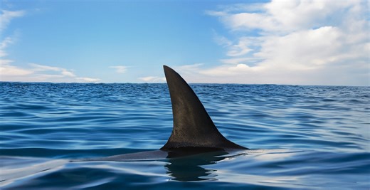 Video Show Shark Near Florida Beach Weeks Before Devastating Attack