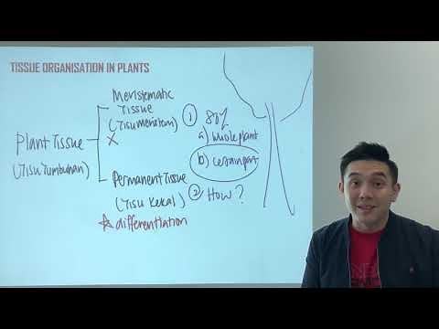 SPM Biology Form 5 Chapter 1 : Plant Tissue Organisation