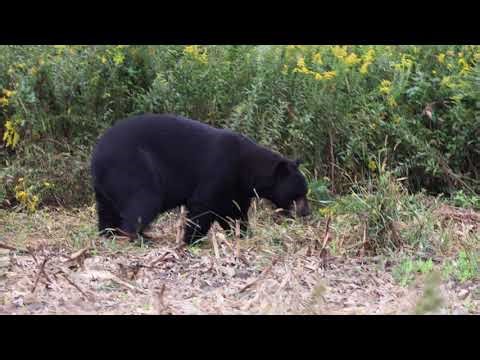 Pooping Bear (Alligator River National Wildlife Refuge)
