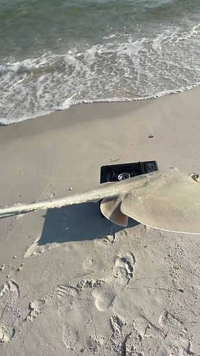 497K views · 166 reactions | let’s COOK StingRay!Stingray catch Cleaning and Cook!‍ Fishez##catchcleanandcook##cooking##stingray##food##chopelasreviews | Justin M. Chopelas | Facebook