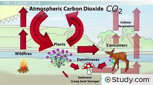 The Carbon Cycle and Long-Term Carbon Storage