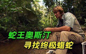 寻找中南美最危险的蛇类——巨型矛头蝮，动物纪录片