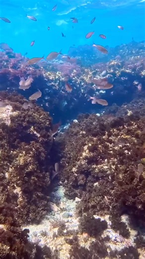 Aquatic experience #snorkeling #snorkel #azores #underwater