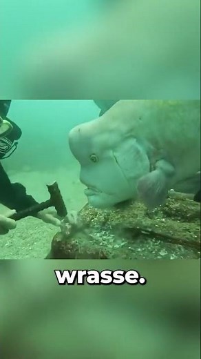 79-Year-Old Scuba Diver And Fish Share a Friendship Spanning Over 30 Years 😲