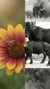 What Would Happen If Bees Disappeared?