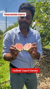 Watermelon Guava | Vallem Vaari Farms