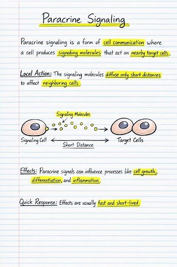 Paracrine signalling // cell signalling and communication