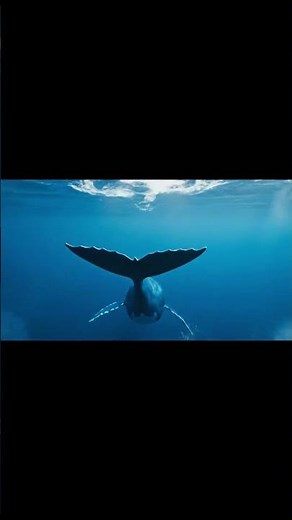 Blue Whale Survival Journey #BlueWhale #Ocean #Survival #Wildlife #TheWildKingdomStories