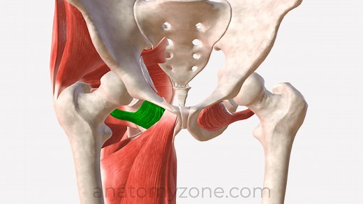 Obturator Externus - Origin, Insertion, Action, 3D Model | AnatomyZone