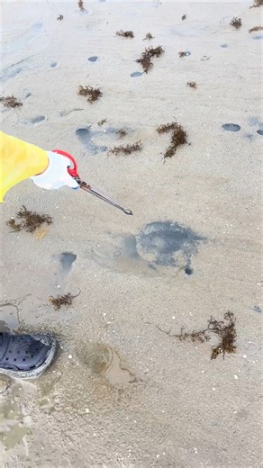 7.5K views · 13 reactions | #crabcatching #Bigcrab #seafood 呂呂呂 | Natural fishing video | Facebook