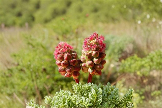 100 Small Burnet Seeds – Sanguisorba Minor – Edible Perennial Herb – Pollinator Plant - Etsy