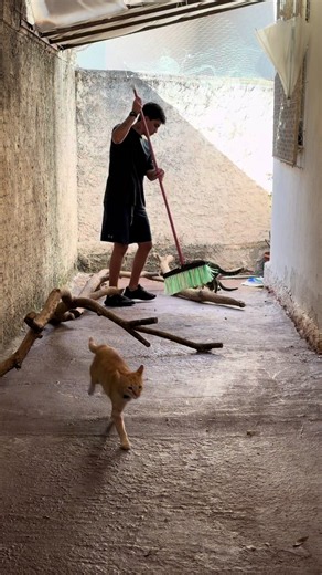 Resgatando gatinhos: minha vida salvando gatos abandonados