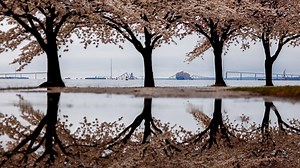 World Business Report - What now after Baltimore bridge collapse? - BBC Sounds