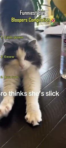 Funniest Cat Bloopers Compilation