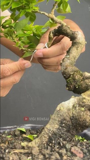 Bougainvillea Bonsai Making Process
