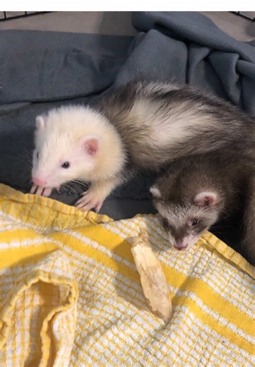 Emergency Protocol for Ferret Intestinal Blockage