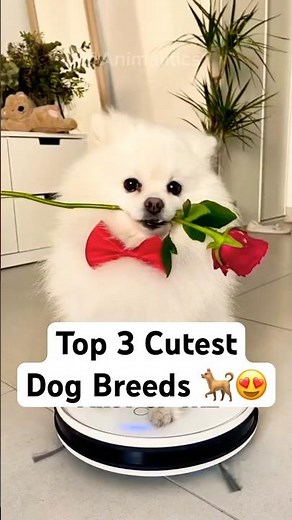 The Cutest Dog Breeds Ranked