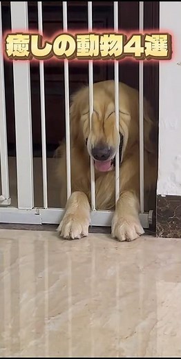 【癒しの動物4選】かわいい💕︎ #動物 #犬 #猫 #可愛い