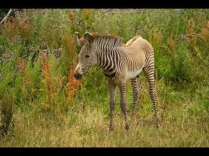 Endangered Grevy's zebra foal playing in the paddock at Whipsnade Zoo