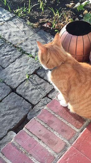 27K views · 166 reactions | Goodbye Mr. Bad. Gus Gus was our first family pet. He left us a few weeks ago and I just couldn’t bring myself to post about it. But for those who knew and loved him…he’s with Mona and Priss. We will miss you everyday, Mr. Bad. Love you forever. | Wife of the Party with LeeAnn Kreischer | Facebook