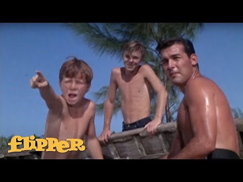 Flipper Helps Marine Biologist Stung By Scorpion Fish | Flipper