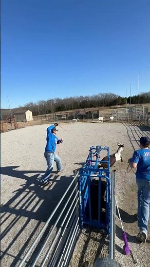 Goat Roping