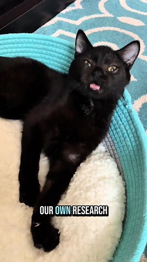 Unexpected vet visits can cost thousands. Focus on your pet’s care—not the cost. ✅ Covers accidents, illnesses & more ✅ No networks—visit any licensed vet ✅ Up to 90% back on vet bills | Embrace Pet Insurance