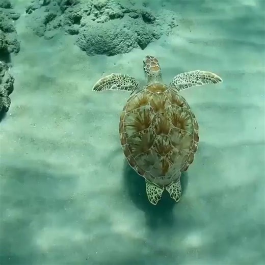 #TurtlePower #TurtleFacts #TurtleLife #TurtleLove #TurtleTime | Beautiful Turtle