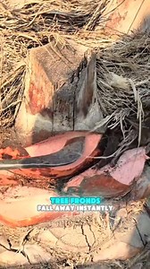 Technique of trimming dates tree in saudi arabia #technique #dates #trees #saudiarabia #reelsviralシfb | Lee Yumi