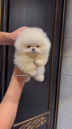 MR.MICRO PEANUTS 🥜 By far the cutest little thing you'll see today 😊! PS: little secret 🤫 he has a sister who’s just small and perfect as himself. | Pomeranian Mini Pups