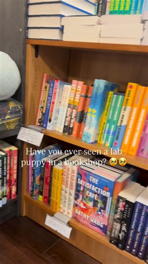94K views · 12K reactions | I think lab puppies should be required reading buddies in bookstores and libraries alike  Don’t you?? I don’t see how in the world that could go wrong! 來來 Thankfully little Dumpling is a calm and relaxed boy, and he behaved very* well yesterday in @plentybookshop What a wonderful literary adventure he had! 邏 #yellowlab #yellowlabpuppy #yellowlabrador #englishlabrador #englishlab #labradorpuppies | The Happiest Labrador | Facebook