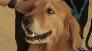 US Gymnastics using pet therapy to support athletes