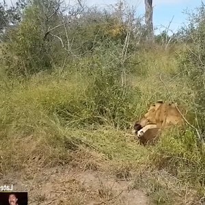 244K views · 571 reactions | lion attacks a baby buffalo! 女 | Hi-tech Gadgets | Facebook