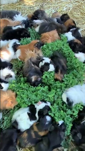 I grew a big mat of pea sprouts for my guinea pigs to eat