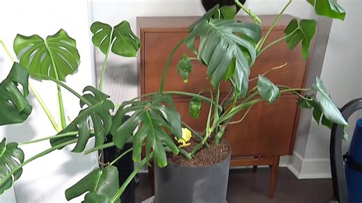 New Jersey legalizes human composting. How does it work?