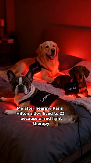 We tried everything — meds, chews, injections, even acupuncture. Nothing gave lasting comfort. Then we found Paw Organica, the same red light therapy vets use, made for home. 10 minutes a day, no pills, no side effects — just calm, natural relief and smoother movement. Watching your dog move freely again… there’s nothing better. ❤️ | Paws Organica Co | Facebook